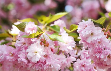 Güzel kiraz çiçek