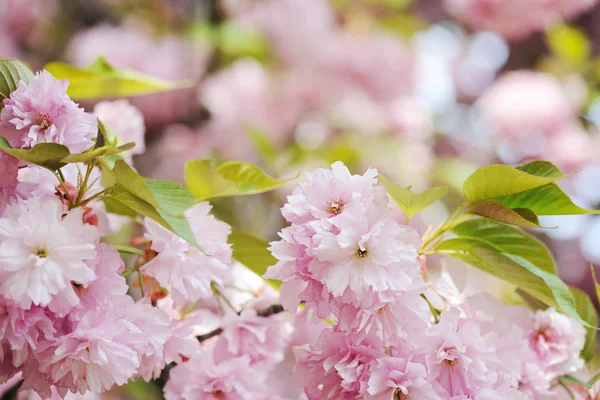 Beautiful cherry blossoming — Stock Photo, Image