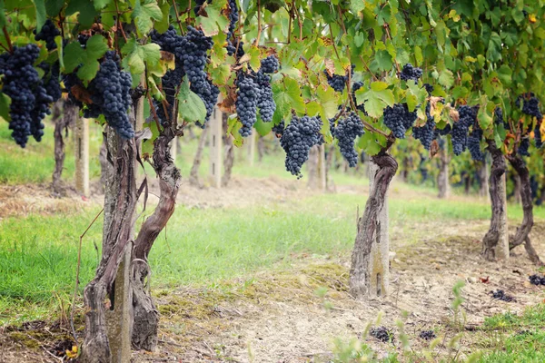 Vineyards of blue grape — Stock Photo, Image