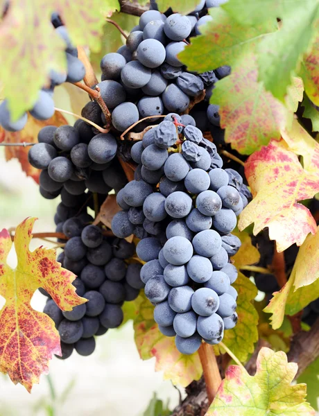 Blue grape close up — Stock Photo, Image