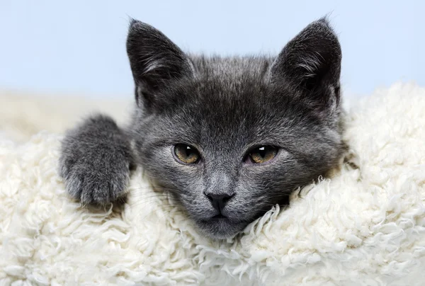 Roztomilá kočička šedá — Stock fotografie