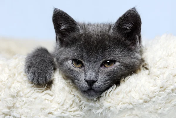 Lindo gatito gris — Foto de Stock