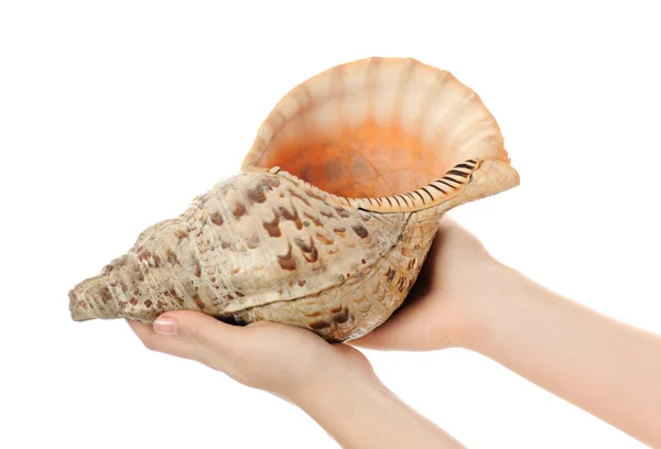 Female hands with shell — Stock Photo, Image