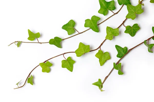 Three ivy twigs — Stock Photo, Image