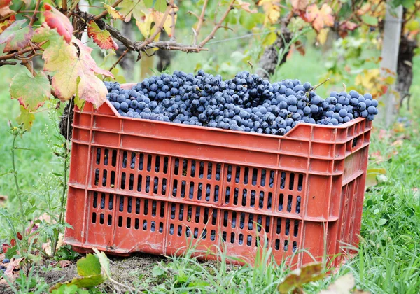 Vendange raisin bleu — Photo