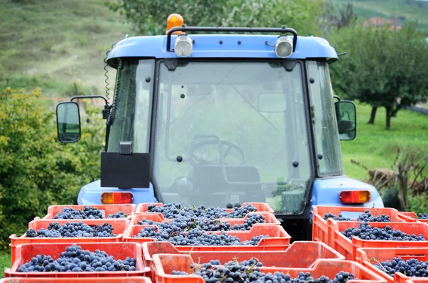 Vendemmia uva blu — Foto Stock