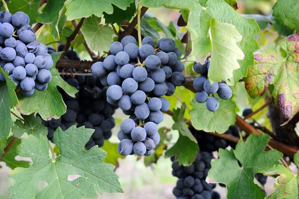 Ripe blue grape — Stock Photo, Image