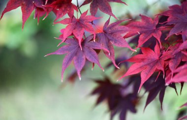 Güzel kırmızı akçaağaç sonbahar yaprakları