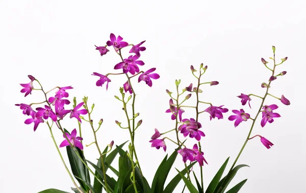 Orchidee Dendrobium Berry Oda Met Prachtige Paarse Bloemen — Stockfoto