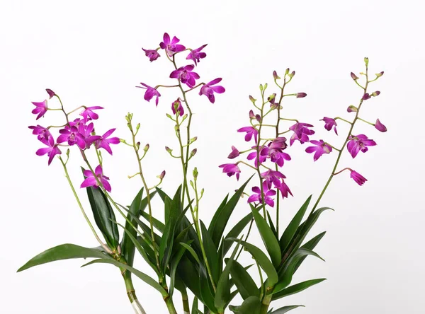 Orchidej Dendrobium Berry Oda Krásnými Fialovými Květy — Stock fotografie