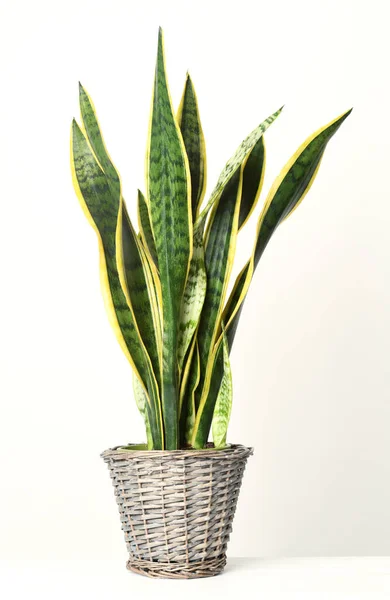 Sansevieria Trifasciata Цветочном Горшке Белом Фоне — стоковое фото