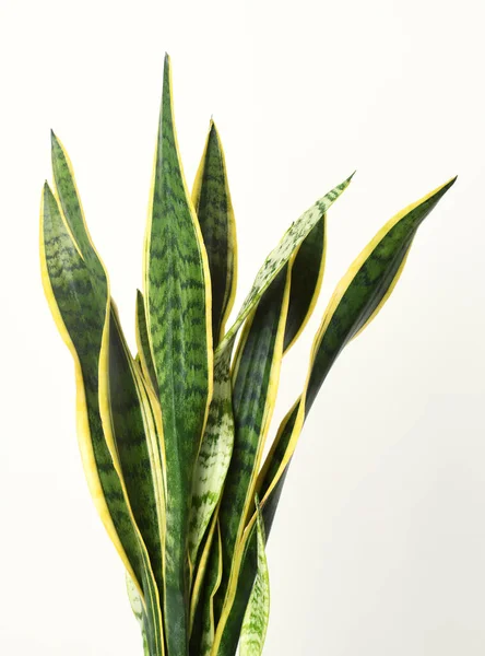 Sansevieria Trifasciata Maceta Sobre Fondo Blanco — Foto de Stock