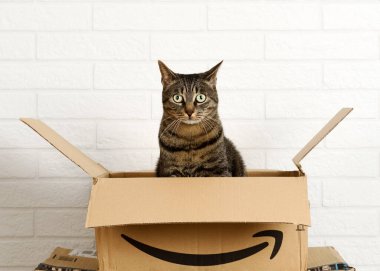 Amazon karton kutunun içindeki kedi beyaz tuğla duvar arka planında. Bergamo, İtalya, 5 Mart 2021.