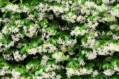 Background of beautiful jasmine flowers