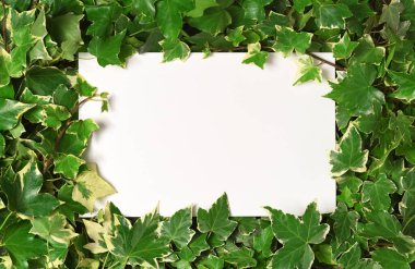 Sarmaşık dallı beyaz kart