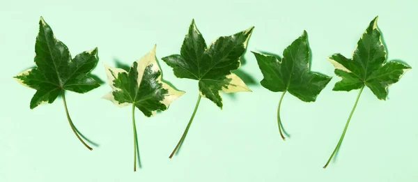 Arrangemang Murgröna Blad Nära Håll — Stockfoto