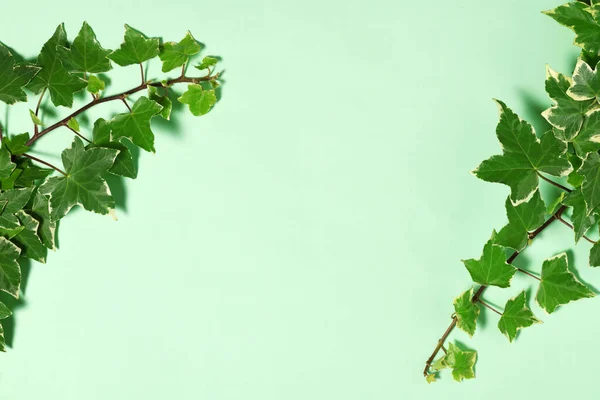 Marco Ramas Hiedra Sobre Fondo Verde —  Fotos de Stock