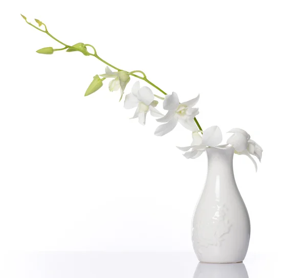 Orchidée blanche — Photo