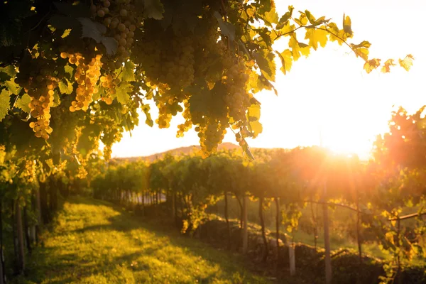 Vinhas ao pôr-do-sol — Fotografia de Stock