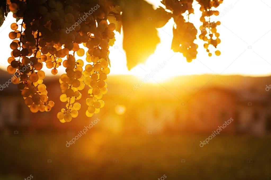 Grape at sunset