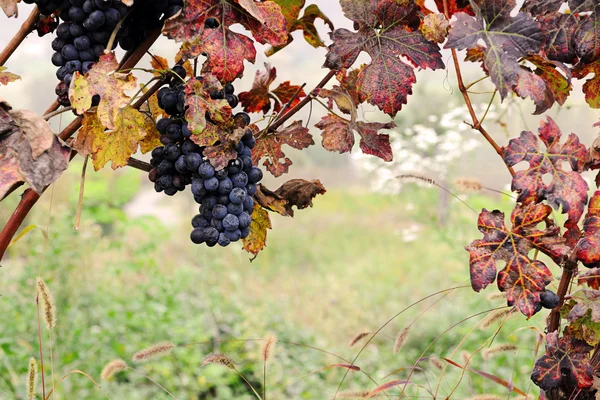 Blue grape — Stock Photo, Image