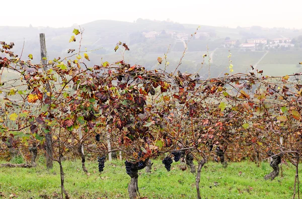 Vinhas em outubro — Fotografia de Stock