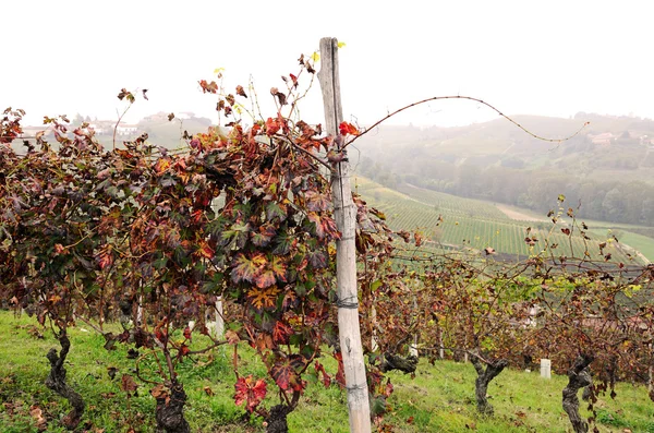 Vinhas em outubro — Fotografia de Stock