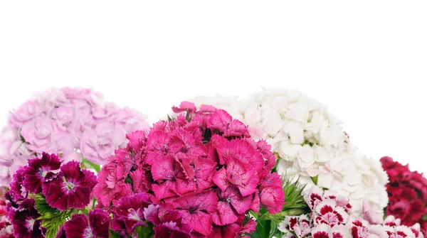 Beautiful flowers — Stock Photo, Image