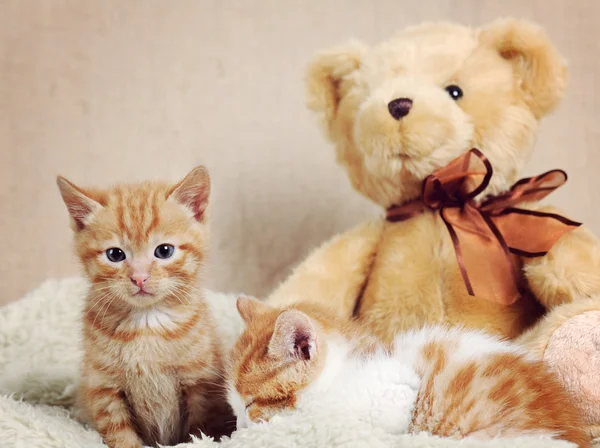 Lindos gatitos — Foto de Stock