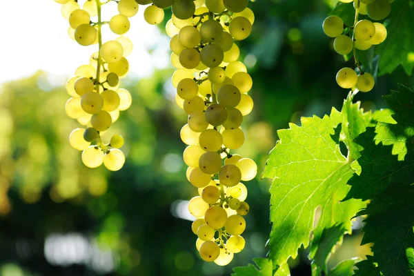 Ripe grape — Stock Photo, Image