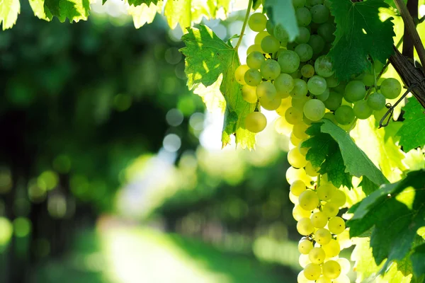 Ripe grape — Stock Photo, Image