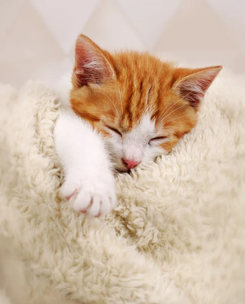 Anak kucing yang tertidur — Stok Foto
