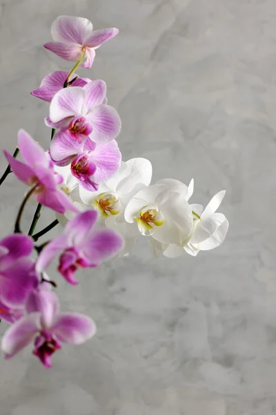 Orquídeas fechar — Fotografia de Stock