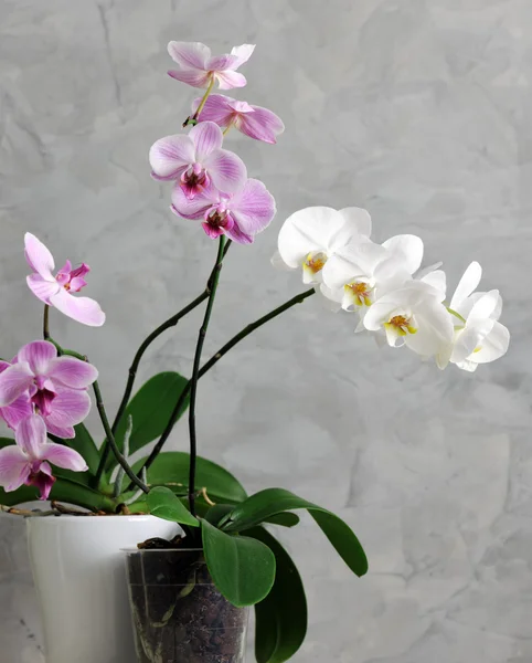 Krásné orchideje — Stock fotografie