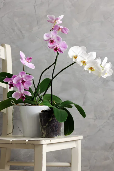 Zátiší s orchidejemi — Stock fotografie