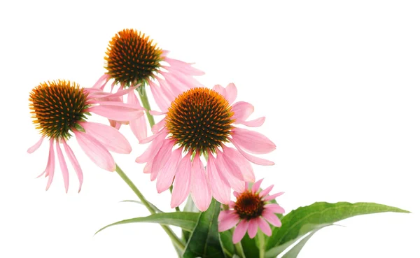 Echinacea λουλούδια — Φωτογραφία Αρχείου