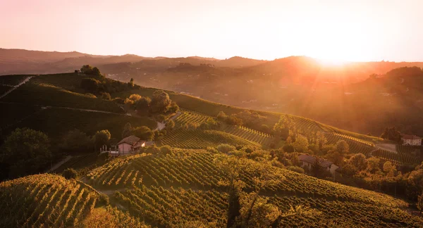 Vineyard — Stock Photo, Image