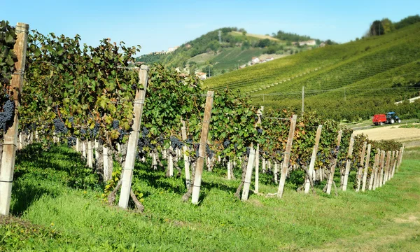 Weinberge — Stockfoto