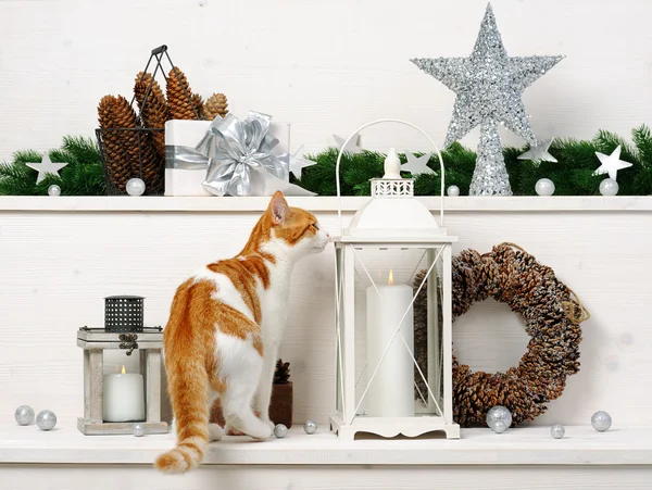 猫とクリスマスの装飾 — ストック写真