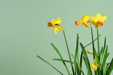 yeşil zemin üzerine sarı nergis