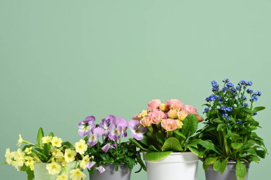 Yeşil arka planda bahar çiçekli saksılar