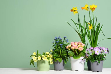 Yeşil arka planda bahar çiçekli saksılar