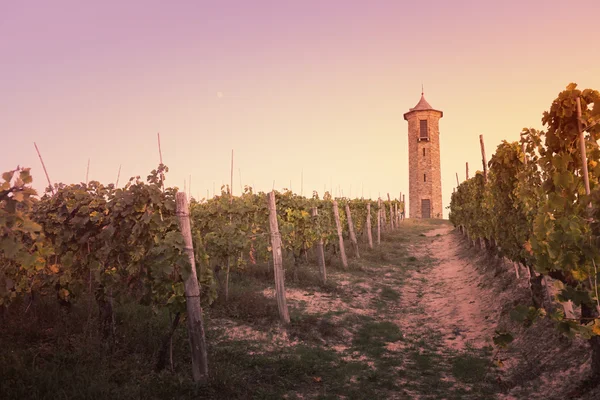 Виноградників на заході сонця — стокове фото