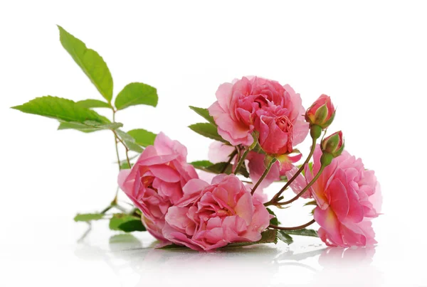 粉色攀缘玫瑰的分支 — 图库照片
