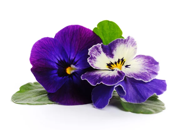 Beautiful violets close up — Stock Photo, Image