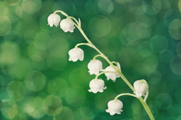 Lily of the valley close up — Stock Photo, Image