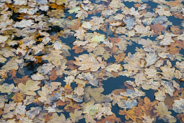 Oak Leaves Water Autumn Landscape Background — Stock Photo, Image