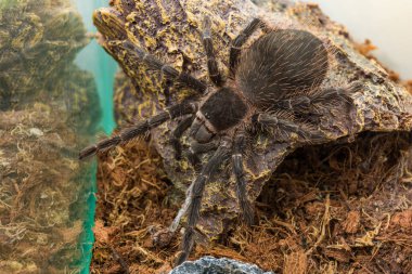 Yakın çekim büyük örümcek tarantula (Lasiodora parahybana) genellikle evcil hayvan olarak tutulur..