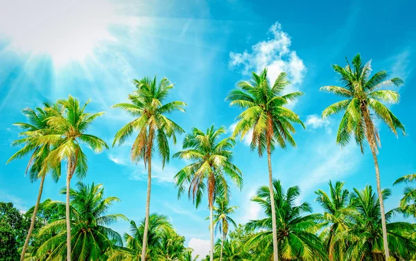 Palme da cocco prospettiva vista — Foto Stock