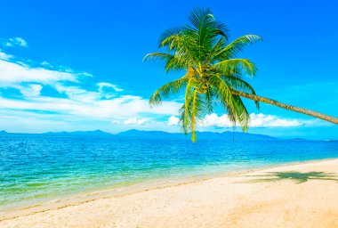 palmiye ağacı üzerinde kum ile güzel bir plaj